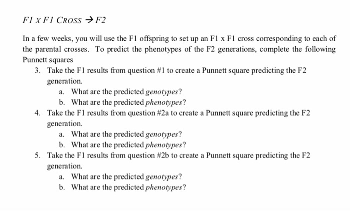 Solved Complete The Following Punnett Squares In Your Lab 