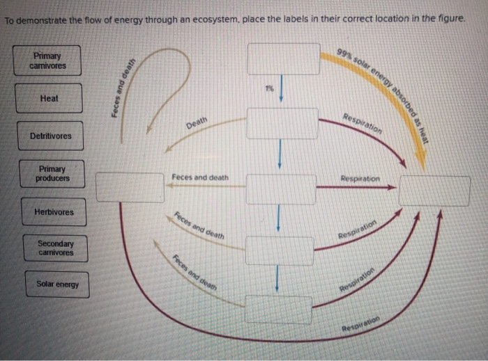 Solved To demonstrate the flow of energy through an | Chegg.com