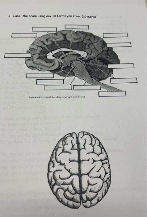 Solved 2. Label the brain using any 10 terms you know. (10 | Chegg.com