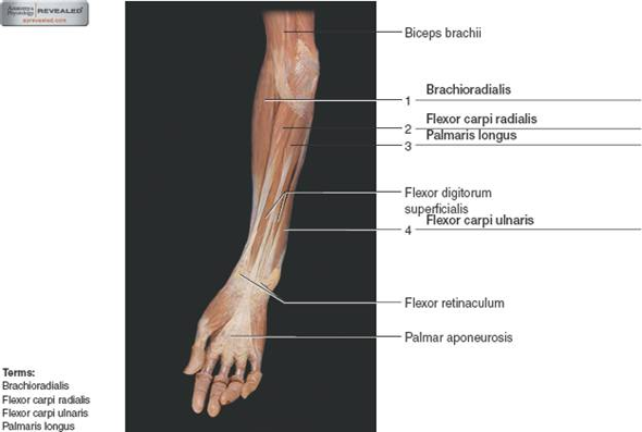 Chapter 23 Solutions | Laboratory Manual For Human Anatomy & Physiology