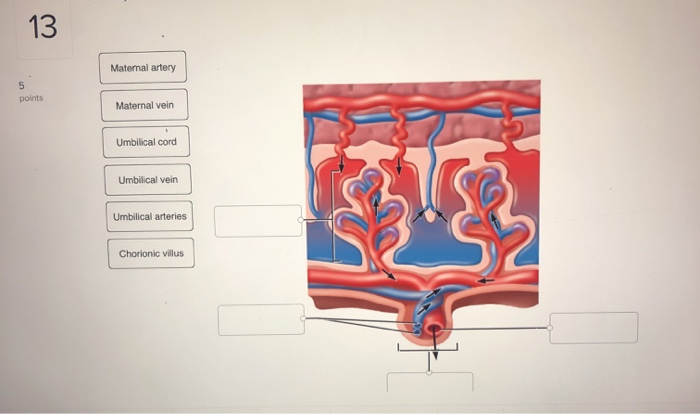 Maternal Artery Points Maternal Vein Umbilical Cord Chegg Com