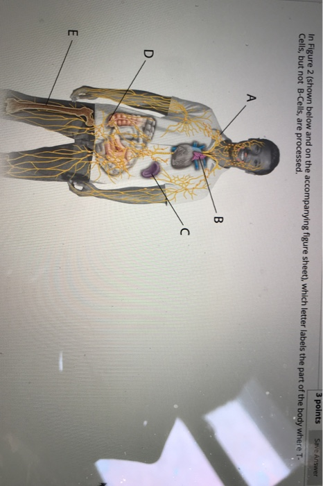 Solved 3 points Save Answer In Figure 2 (shown below and on | Chegg.com