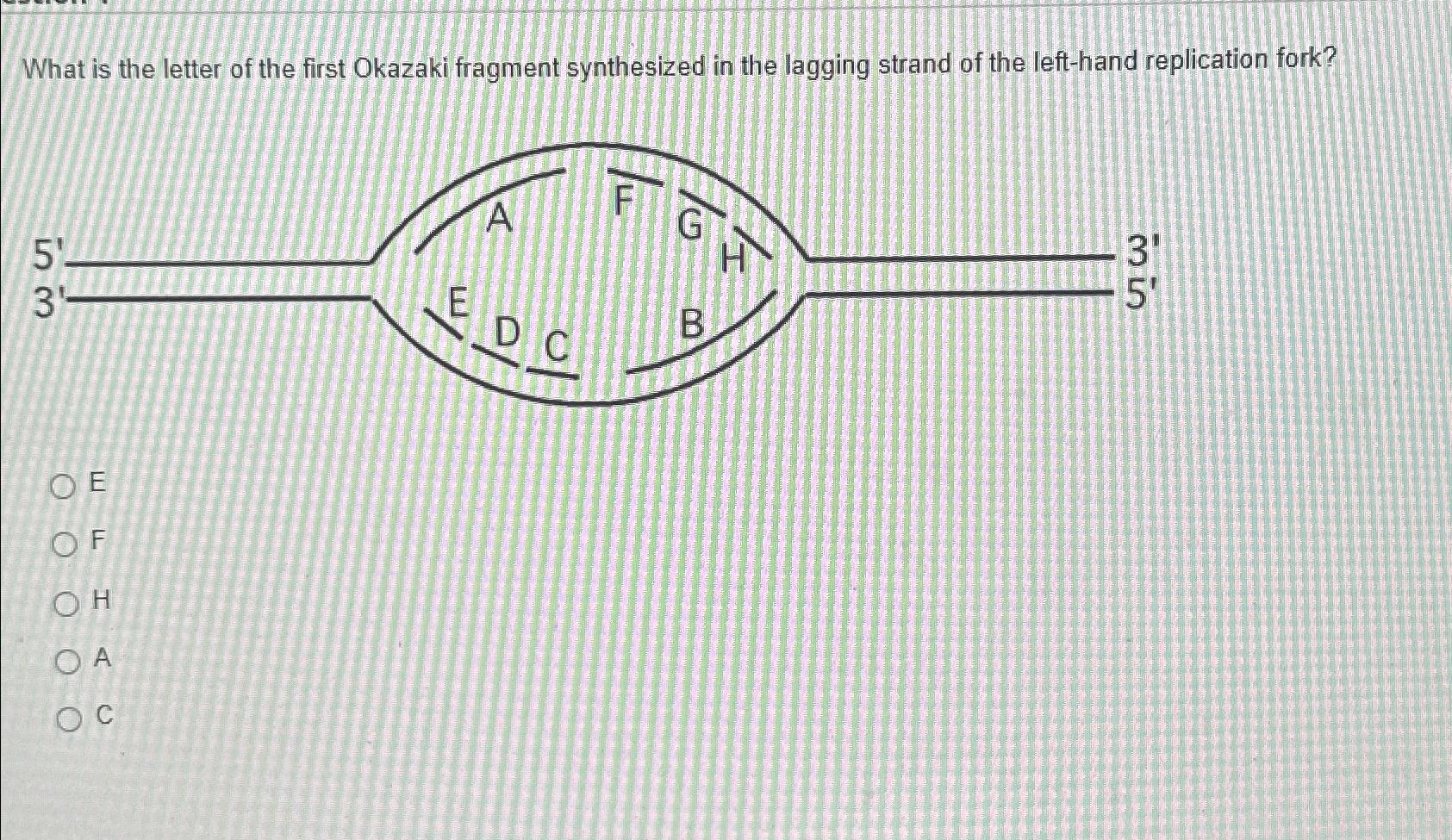 Solved What is the letter of the first Okazaki fragment | Chegg.com