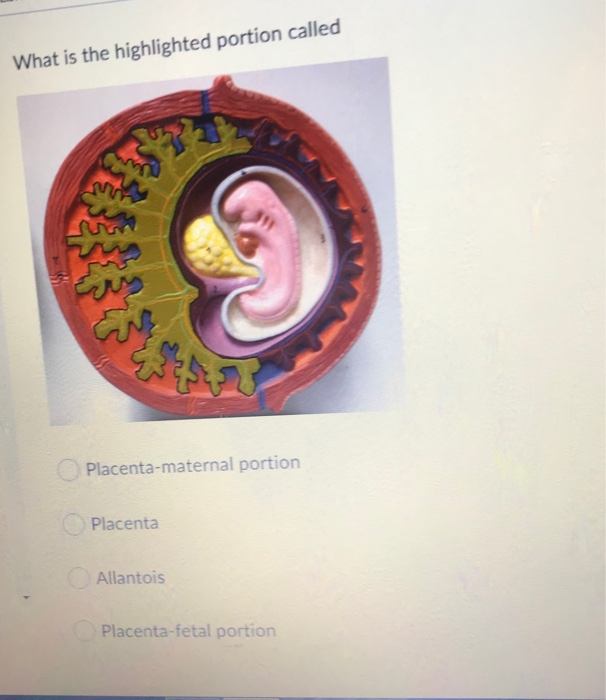 What is the highlighted portion called | Chegg.com