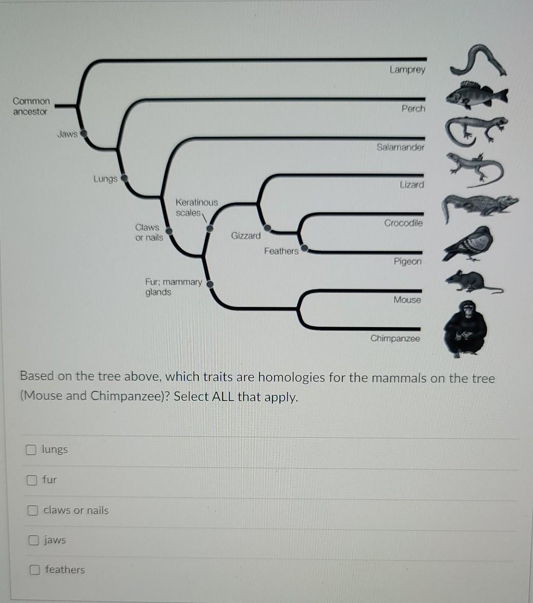 Solved Lamprey Common ancestor Perch Jaws Salamander SELAR | Chegg.com