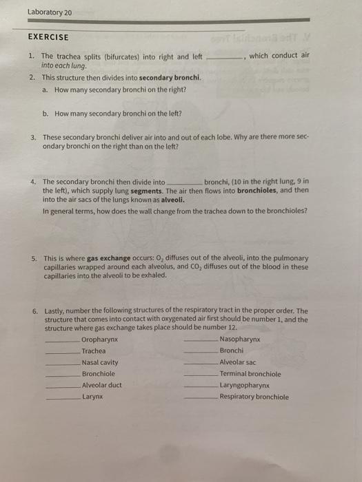 Solved Laboratory 20 III. Trachea (