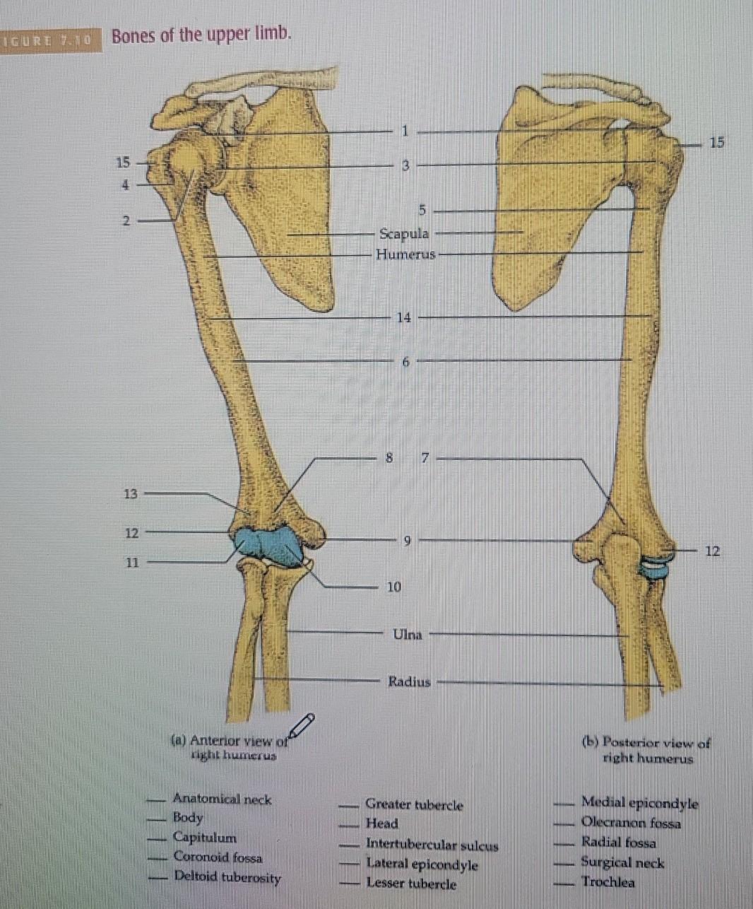 Humerus Bony Anatomy - Anterior and Posterior Views By