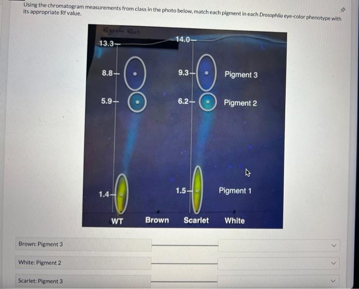 Decipher Your Chromatogram Pigment Matching Simplified - 0f1vlij