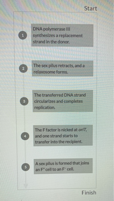 Solved Correctly order the following steps in bacterial | Chegg.com