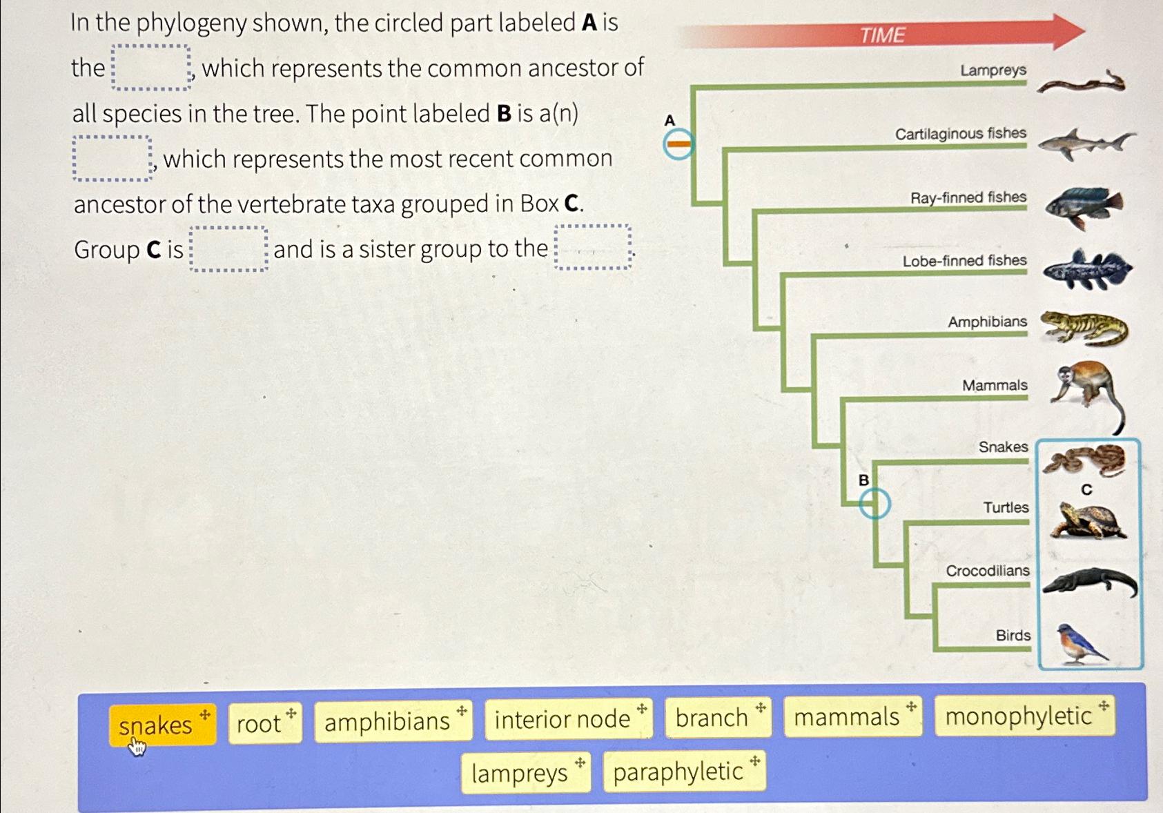 Solved In the phylogeny shown, the circled part labeled A | Chegg.com