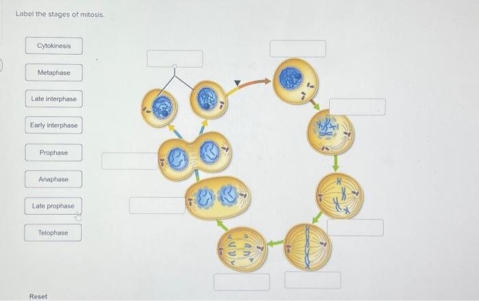 Solved Label the stages of mitosis. Cytokinesis Metaphase | Chegg.com