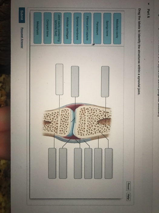 Solved Part A Drag The Labels To Identify The Structure Chegg Com