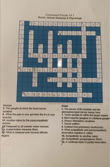 Solved HH24 Crossword Puzzle 14 1 Marieb Human Anatomy Chegg com