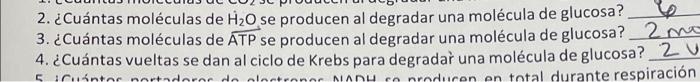 2. ¿Cuántas moléculas de H2O se producen al degradar una molécula de glucosa? 3. ¿Cuántas moléculas de ATP se producen al deg