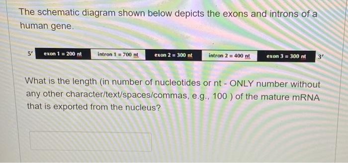 Solved The schematic diagram shown below depicts the exons | Chegg.com
