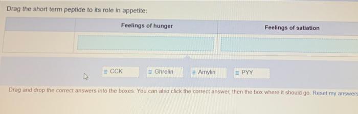 solved-drag-the-short-term-peptide-to-its-role-in-appetite-chegg