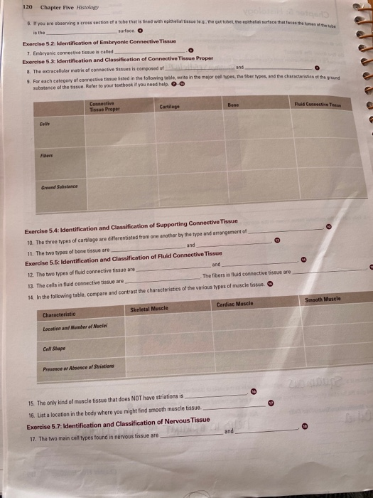 Solved Duis Chapter 5: Histology POST LABORATORY WORKSHEET | Chegg.com