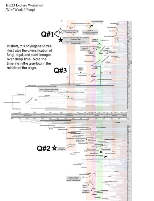 Solved B1223 Lecture Worksheet W of Week 6 Fungi In short, | Chegg.com