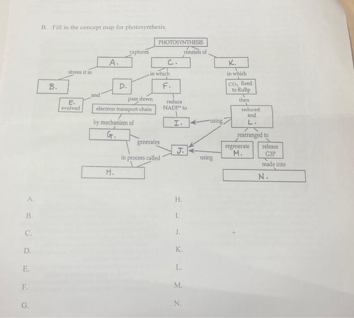 Solved B. Fill in the concept map for photosynthesis. | Chegg.com