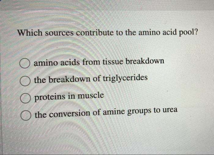 Solved Which sources contribute to the amino acid pool?