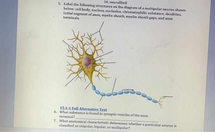 Solved Sanary oper ( id 9. Describe how the Schwann cells | Chegg.com
