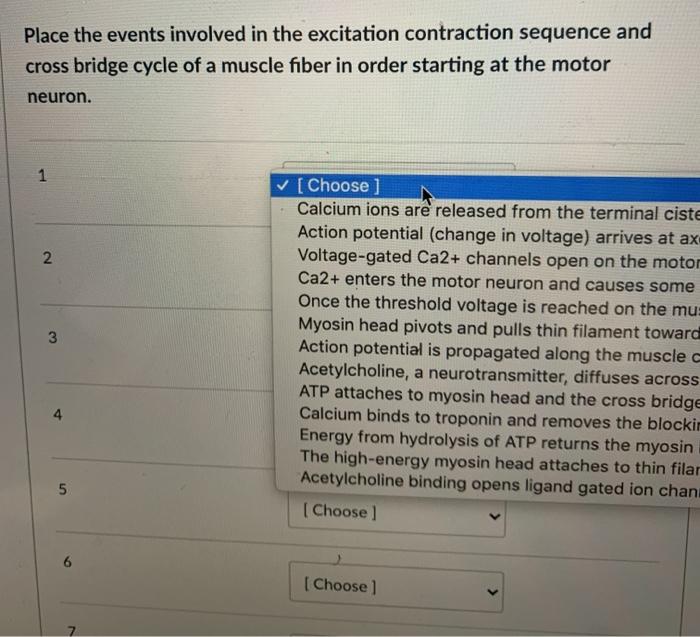 Solved Place the events involved in the excitation | Chegg.com