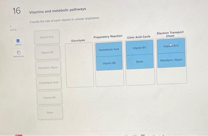 Vitamins and metabolic pathways
Classify the role of each vitamin in cellular respiration.