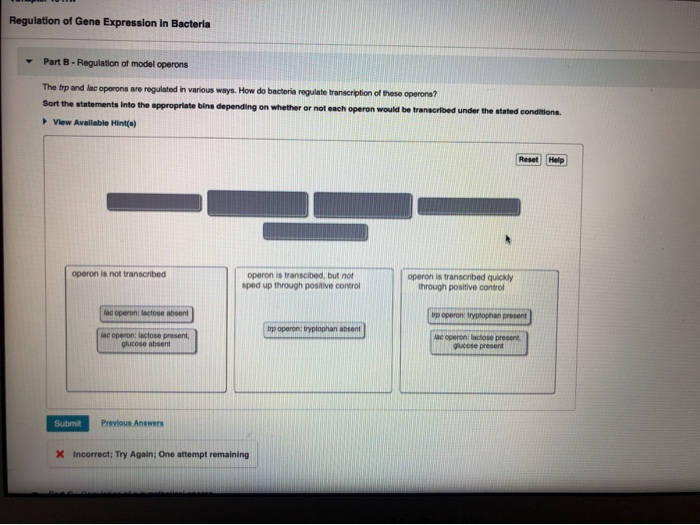Regulation Of Gene Expression In Bacteria Part B Chegg 