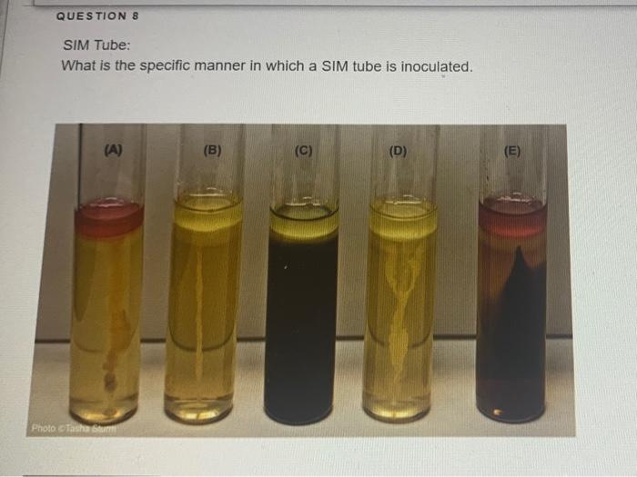 Solved QUESTION 8 SIM Tube: What is the specific manner in | Chegg.com