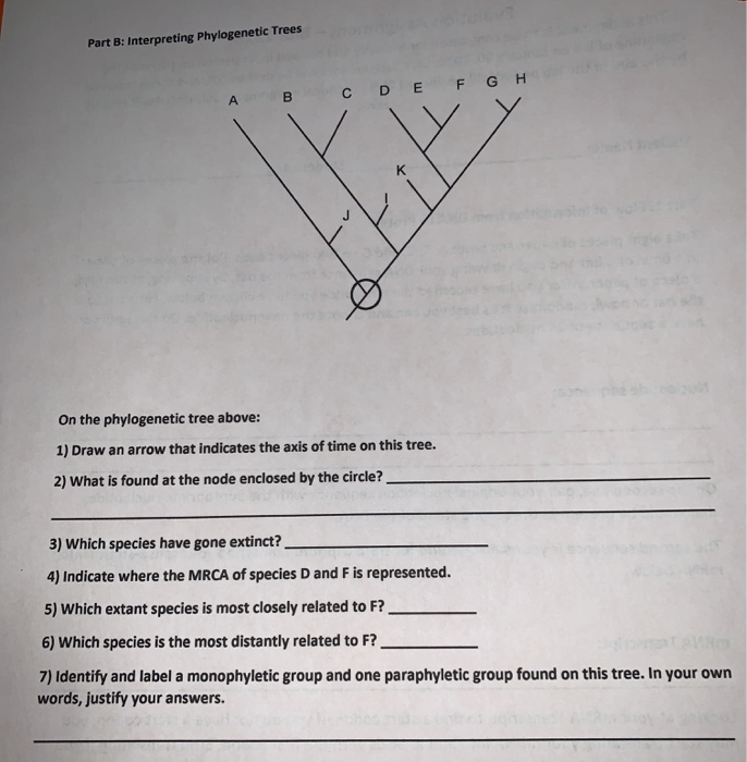 Solved Part B Interpreting Phylogenetic Trees F G H A B D C