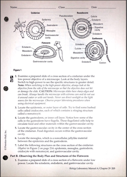 Date Name Class Chapter 29 Paring Invertebrates Chegg 