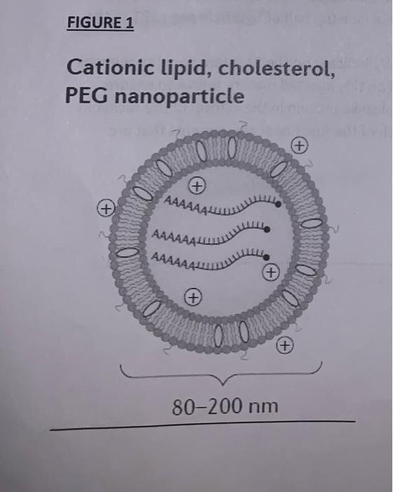 FIGURE 1
Cationic lipid, cholesterol,
PEG nanoparticle
+
ORO
+
AAAAA
+
????
????
+
+
+
80-200 nm
