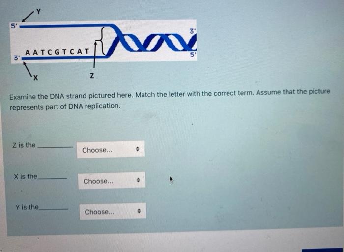 Solved Y 5 3 dan A ATCGTCAT 5 30 x z Examine the DNA strand | Chegg.com