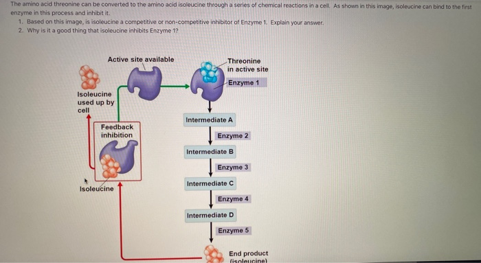 Solved The amino acid threonine can be converted to the | Chegg.com
