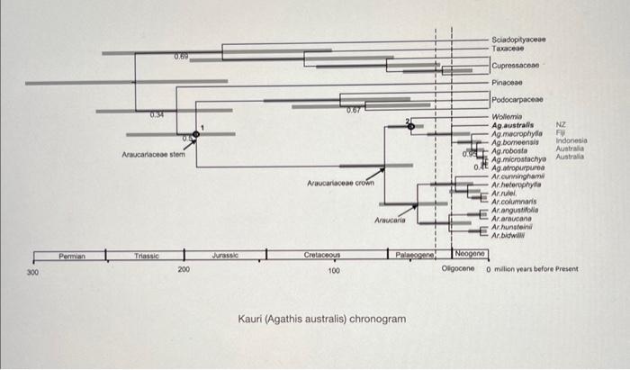 break down the journey of the Kauri tree using this | Chegg.com