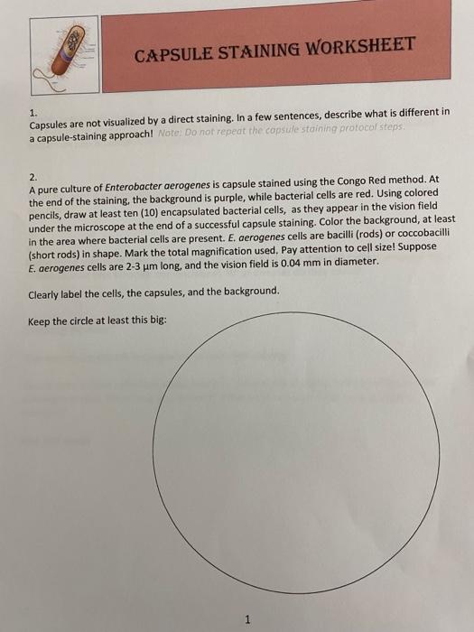 Solved CAPSULE STAINING WORKSHEET 1. Capsules are not
