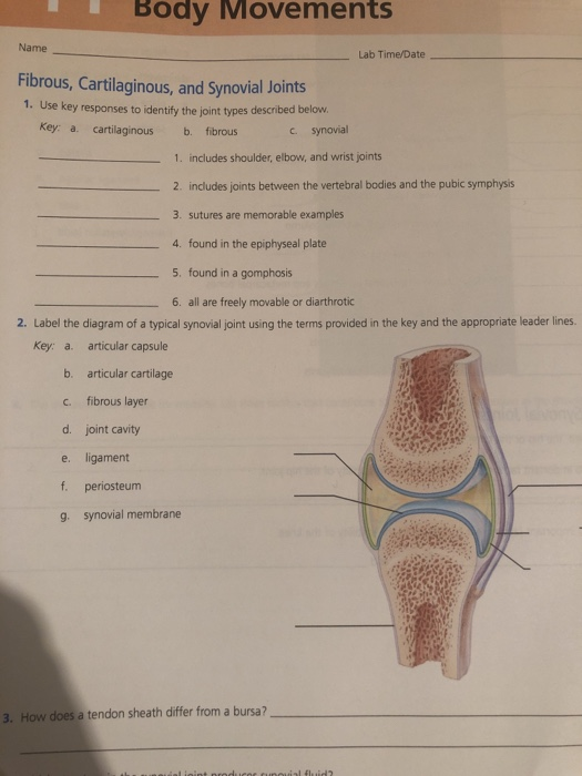 Solved Body Movements Name Lab Time/Date Fibrous, | Chegg.com