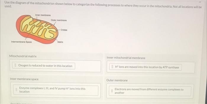 Solved Use the diagram of the mitochondrion shown below to | Chegg.com