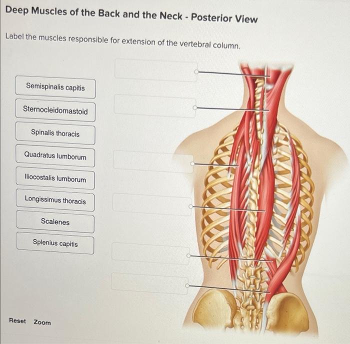 posterior neck muscle anatomy