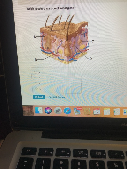 Solved Which structure is a type of sweat gland? A B D СА B | Chegg.com