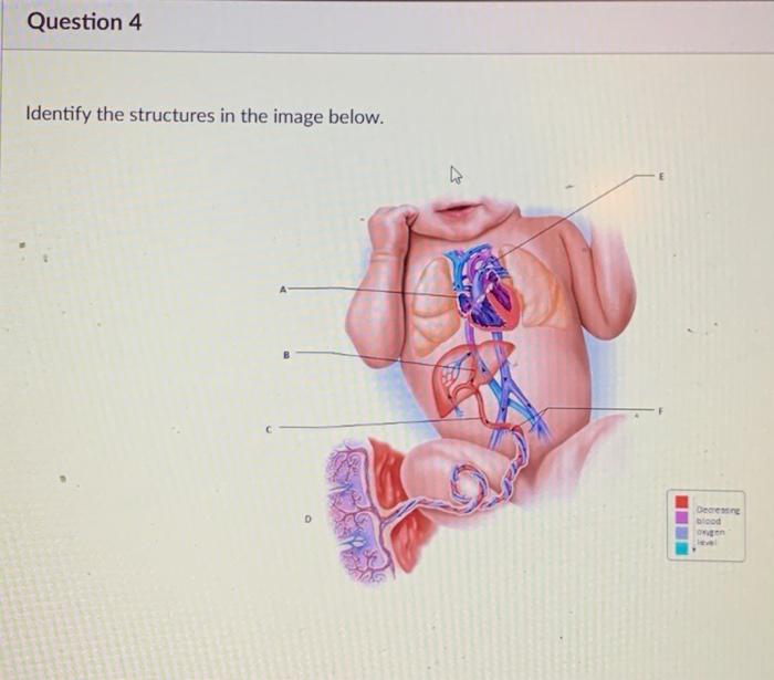 Solved Identify the structures in the image below. | Chegg.com