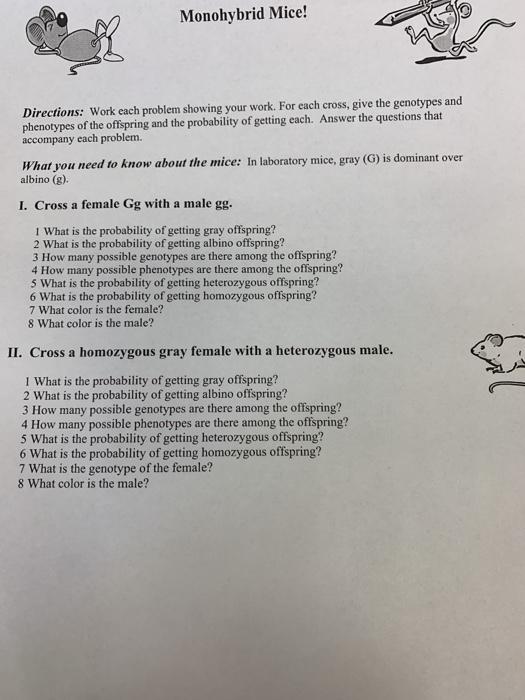 Solved Monohybrid Mice! Directions: Work each problem | Chegg.com