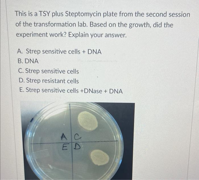 This is a TSY plus Steptomycin plate from the second session of the transformation lab. Based on the growth, did the experime