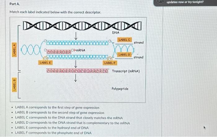 Solved Part A. Match each label indicated below with the | Chegg.com