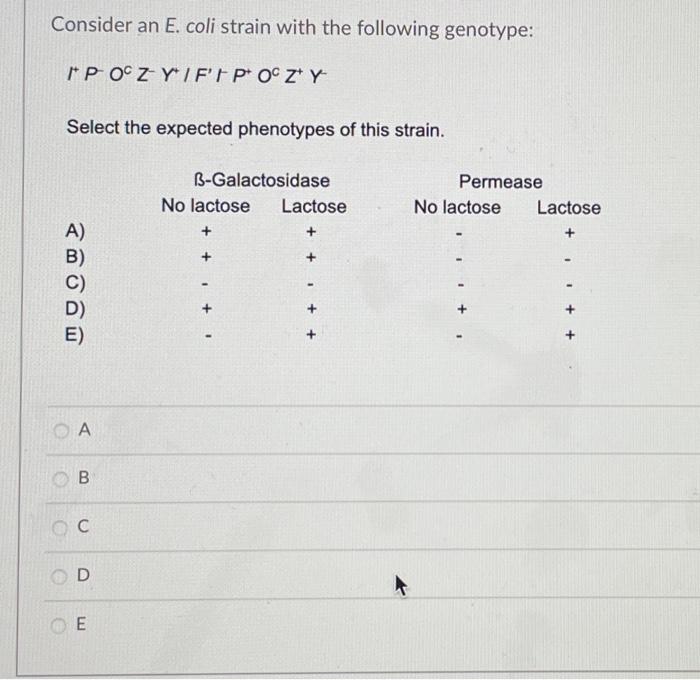 Solved Consider An E Coli Strain With The Following