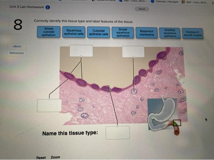 Solved Unit 3 Lab Homework Correctly Identify This Tissue | Chegg.com