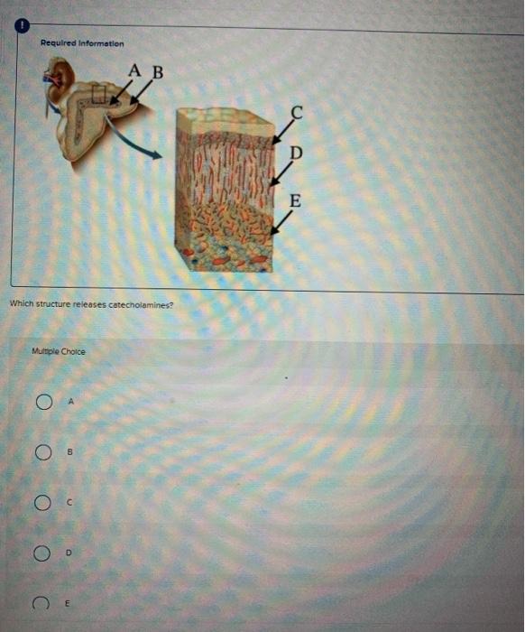 Solved Required Information A B D E Which structure releases | Chegg.com