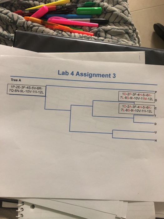 Solved Lab 4 Assignment 3 Build and select phylogenetic tree | Chegg.com