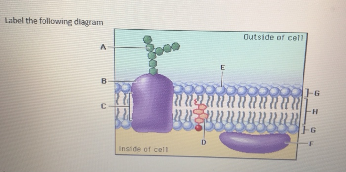 Solved: Label The Following Diagram Outside Of Cell OG NNN... | Chegg.com