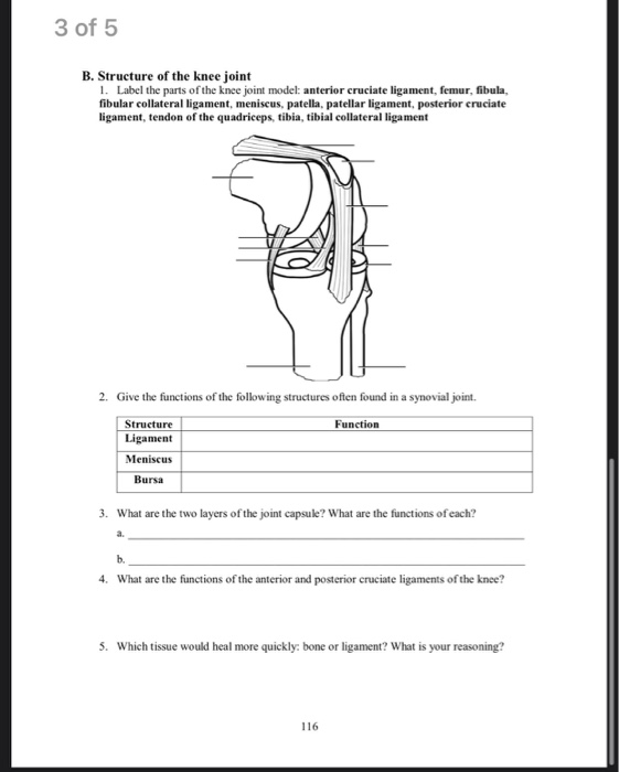 Solved 3 of 5 B. Structure of the knee joint 1. Label the | Chegg.com